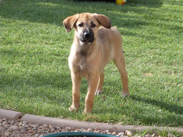 chinook dog